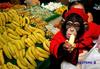 Chimp eating banana