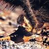 Land iguana trying to eat cactus