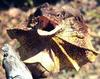 Frilled Lizard