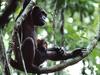 Chimpanzees