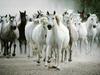 Horses