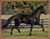 Horses (Bob Langrish)