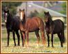 Horses (Bob Langrish)