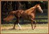 Horses (Bob Langrish)