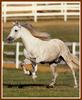 Horses (Bob Langrish)