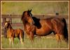 Horses (Bob Langrish)