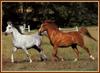 Horses (Bob Langrish)