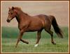 Horses (Bob Langrish)