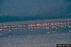 Greater Flamingo (Phoenicopterus ruber) flock