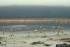 Greater Flamingo (Phoenicopterus ruber) flock