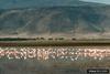 Greater Flamingo (Phoenicopterus ruber) flock