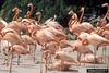 Greater Flamingo (Phoenicopterus ruber) flock