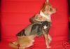 dog coat