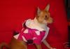 dog coat