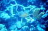 Harlequin Filefish (Oxymonacanthus longirostris)
