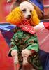 Costumed Poodle