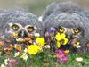 Owl Chicks