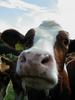 Cow face