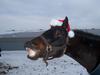 My funny horse Chandler