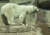 domestic animals