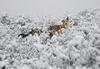 Spainish Snow Dogs