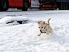Spanish Snow Dog