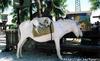 dog on horse