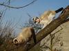 my little cats...