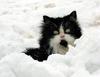 Snow Cat