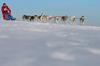 Dog sledding