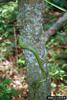 Rough Green Snake (Opheodrys aestivus)