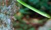 Rough Green Snake (Opheodrys aestivus)