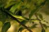 Smooth Green Snake (Opheodrys vernalis)