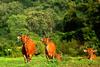 Bos Javanicus or Banteng