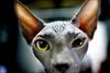 Chinese Hairless Cat