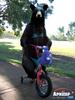 baby bear