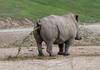 rhino