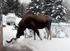 Moose and Cat