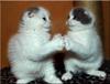 Boxing Kittens
