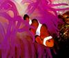 Anemone fish