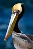 Brown pelican