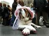 Why Dogs Hate Owners