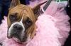 Why Dogs Hate Owners