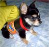 Why Dogs Hate Owners