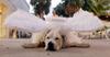 Why Dogs Hate Owners