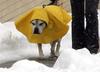 Why Dogs Hate Owners