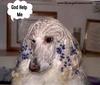 Why Dogs Hate Owners