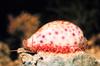 Cowrie (Cypraea chinensis)