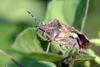 Dolycoris baccarum (Sloe Shieldbug)