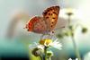 Lycaena phlaeas (Small Copper Butterfly)